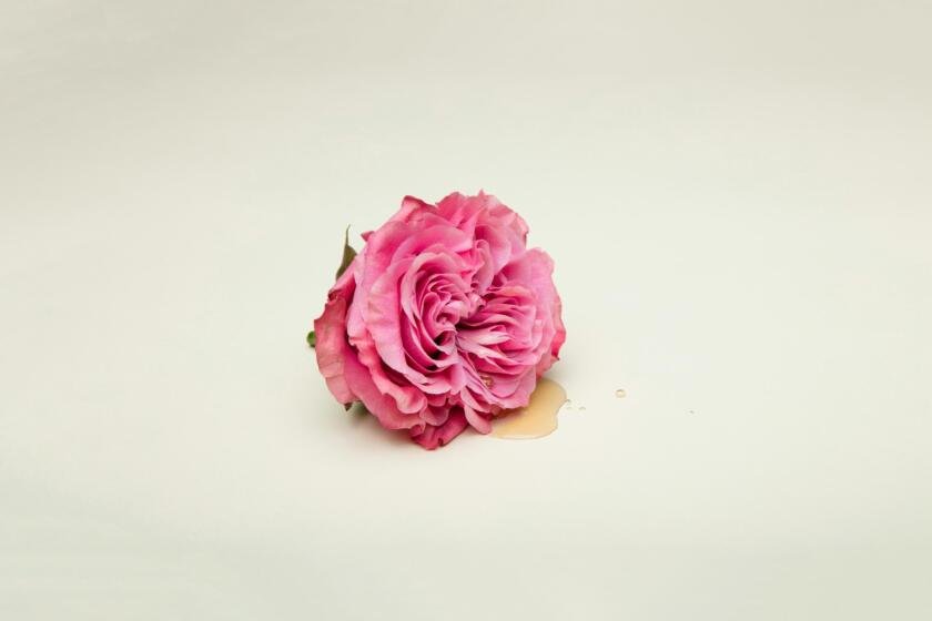 A single pink rose with water droplets — sexual health and wellness